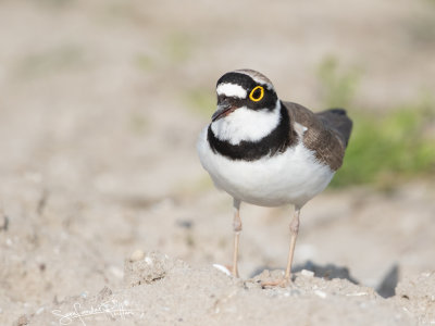 KleinePlevier; Little ringed Plover