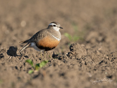 Morinelplevier; Eurasian Dotterel