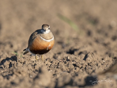 Morinelplevier; Eurasian Dotterel