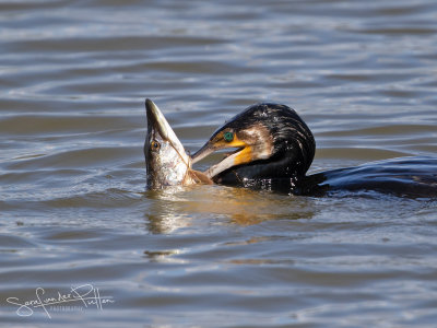 Aalscholver; Great Cormorant