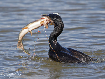 Aalscholver; Great Cormorant