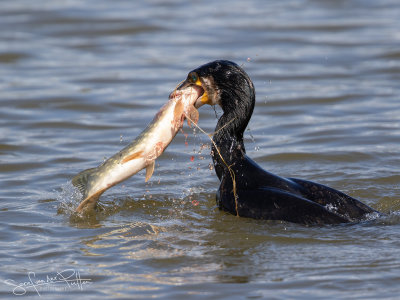 Aalscholver; Great Cormorant