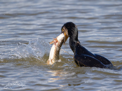 Aalscholver; Great Cormorant