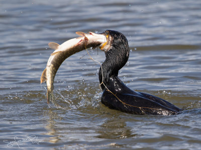 Aalscholver; Great Cormorant