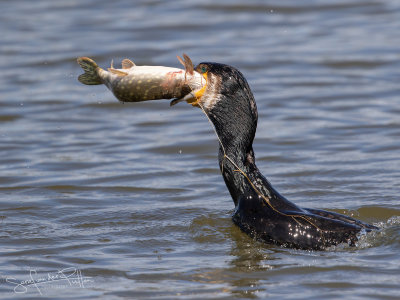 Aalscholver; Great Cormorant
