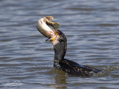 Aalscholver; Great Cormorant