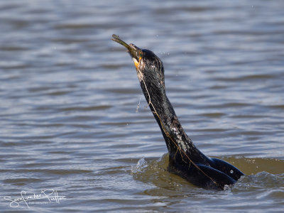 Aalscholver; Great Cormorant