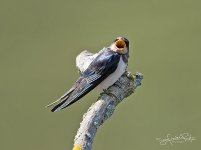 Boerenzwaluw; Barn Swallow
