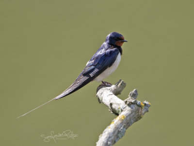 Boerenzwaluw; Barn Swallow