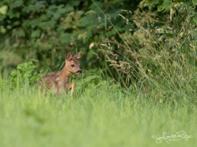 Ree; Roe deer