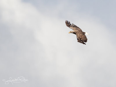 Zeearend; White-tailed eagle