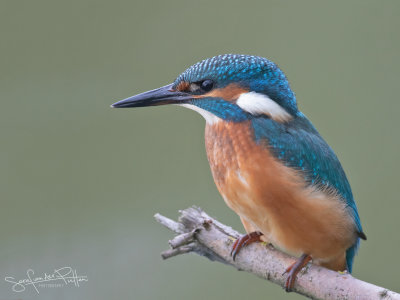IJsvogel; Common Kingfisher
