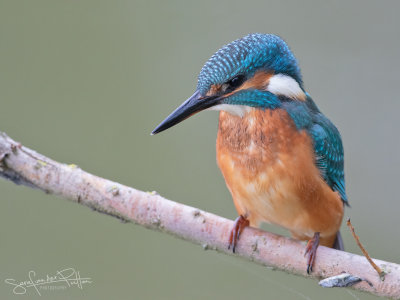 IJsvogel; Common Kingfisher