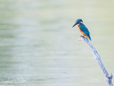 IJsvogel; Common Kingfisher