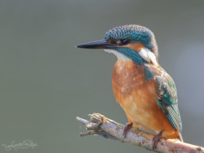 IJsvogel; Common Kingfisher