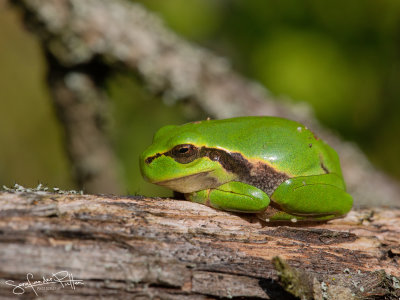 Boomkikker; European Tree Frog