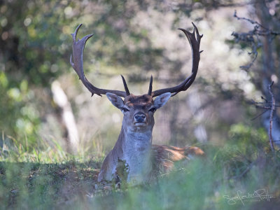 Damhert; Fallow Deer