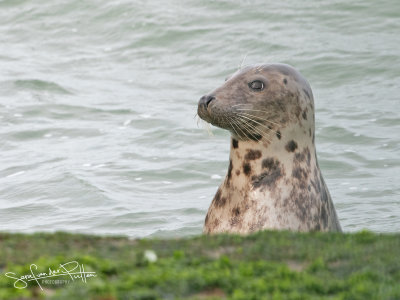 GrijzeZeehond; Grey Seal