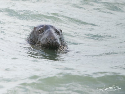 GrijzeZeehond; Grey Seal
