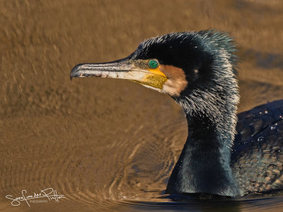 Aalscholver; Great Cormorant