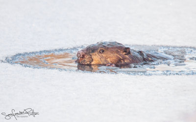 Bever; Eurasian Beaver