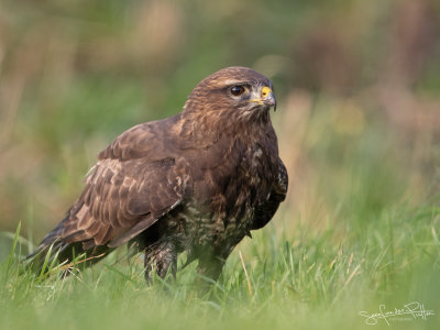 Buizerd; Common Buzzard