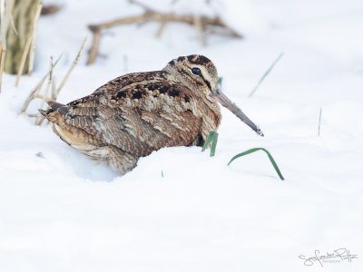 Houtsnip; Eurasian Woodcock