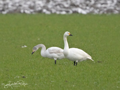 KleineZwaan; Bewick's Swan