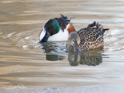 Slobeend; Northern Shoveler