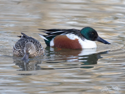 Slobeend; Northern Shoveler