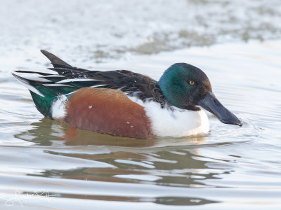 Slobeend; Northern Shoveler