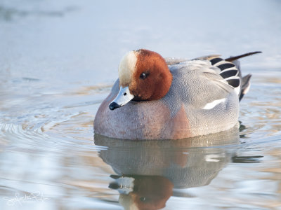 Smient; Eurasian Wigeon