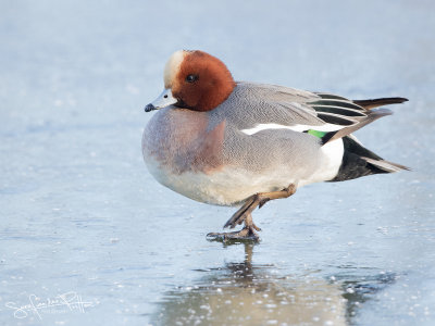 Smient; Eurasian Wigeon