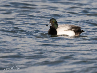 Topper; Greater Scaup