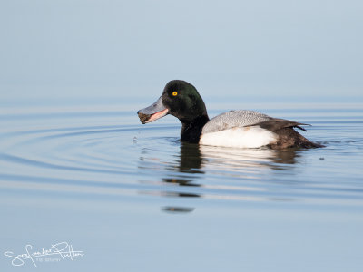 Topper; Greater Scaup