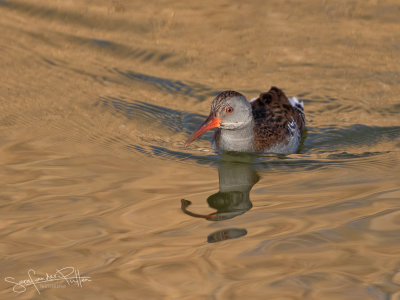 Waterral; Water Rail