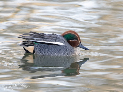 Wintertaling; Eurasian Teal