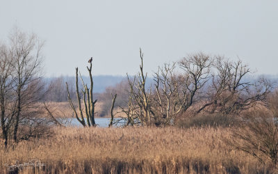 Zeearend; White-tailed Eagle