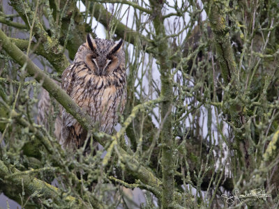 Ransuil;  Long-eared Owl