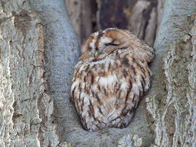 Bosuil; Tawny Owl