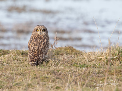 Velduil; Short-eared Owl