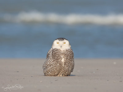Sneeuwuil; Snowy Owl