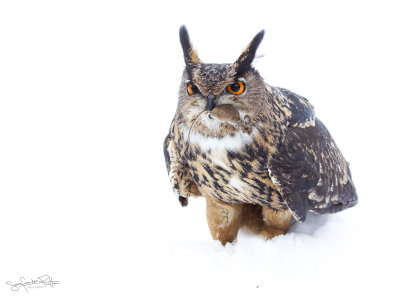 Oehoe; Eurasian Eagle-Owl
