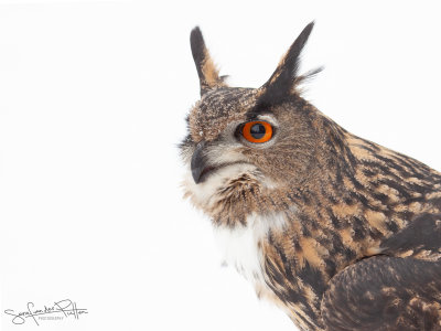 Oehoe; Eurasian Eagle-Owl