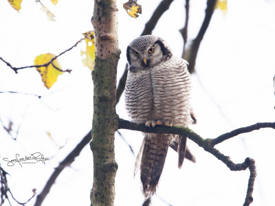 Sperweruil; Hawk Owl