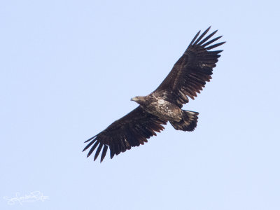 Zeearend; White Tailed Eagle