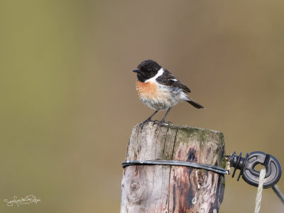 Roodborsttapuit; European Stonechat 