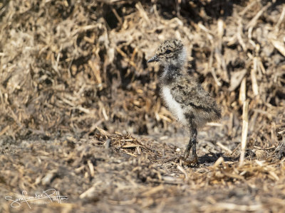 Kievit; Northern Lapwing