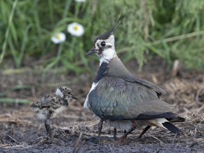 Kievit; Northern Lapwing