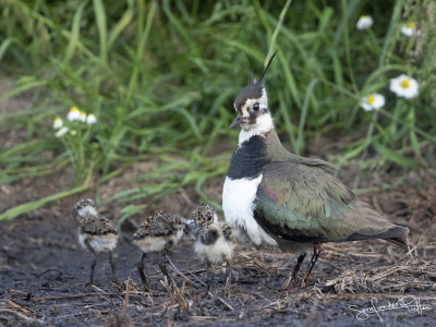 Kievit; Northern Lapwing